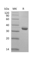 Biotinylated Human IgG1 Fc