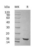 Recombinant Human IL-10