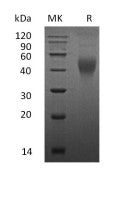 Recombinant Mouse M-CSF