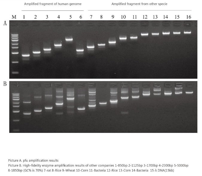 Pfu DNA Polymerase