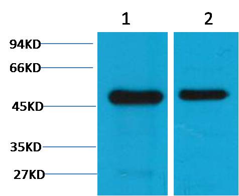 Flotillin-1 Mouse Monoclonal Antibody (6C10)