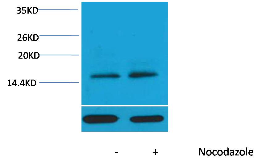 Histone H3 (Phospho Thr11) Rabbit Polyclonal Antibody