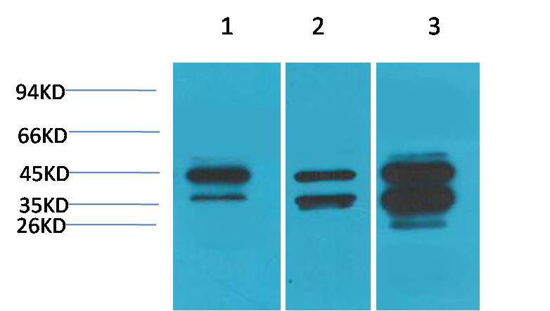 DUSP6 Rabbit Polyclonal Antibody