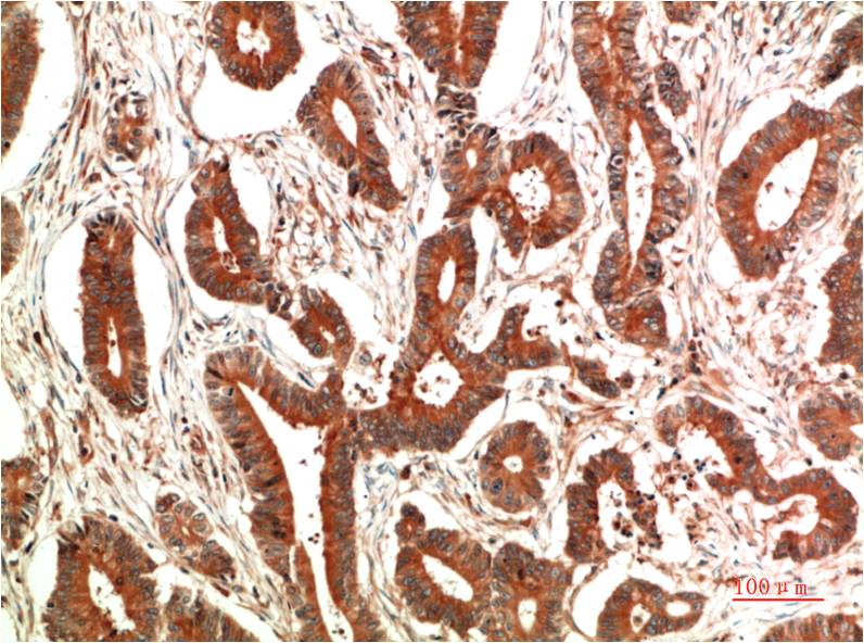 c-Jun Mouse Monoclonal Antibody (7E12)