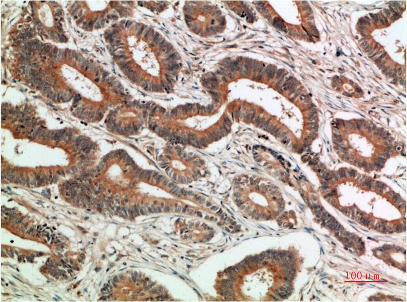c-Jun Mouse Monoclonal Antibody (8D12)