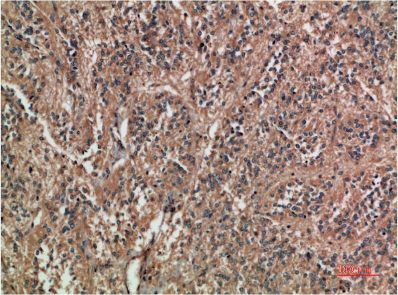 c-Jun Mouse Monoclonal Antibody (8D12)