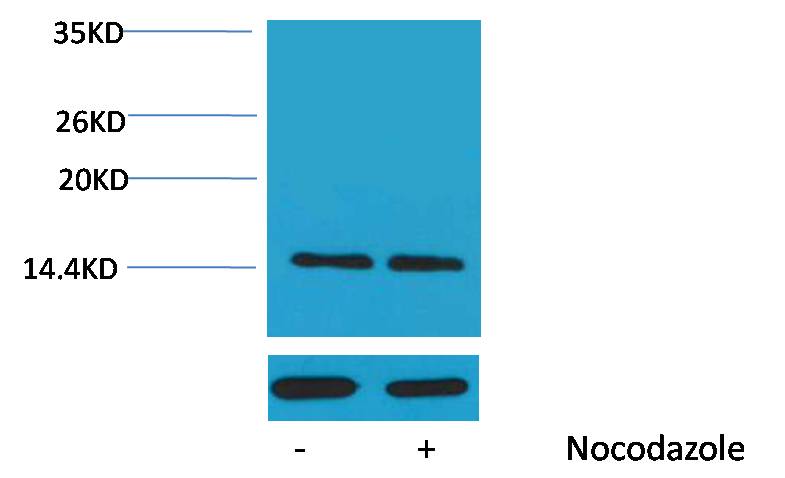 Histone H2A (Phospho Ser129) Rabbit Polyclonal Antibody