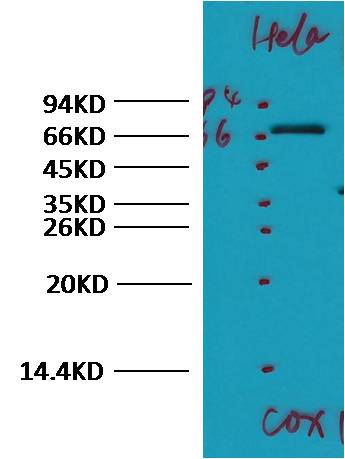 COX 1 Cyclooxygenase 1 Rabbit Polyclonal Antibody