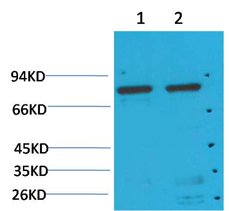GRP78 Bip Mouse Monoclonal Antibody (10C9)