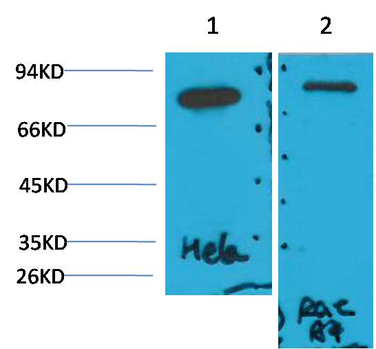 GRP78 Bip Mouse Monoclonal Antibody (8G3)