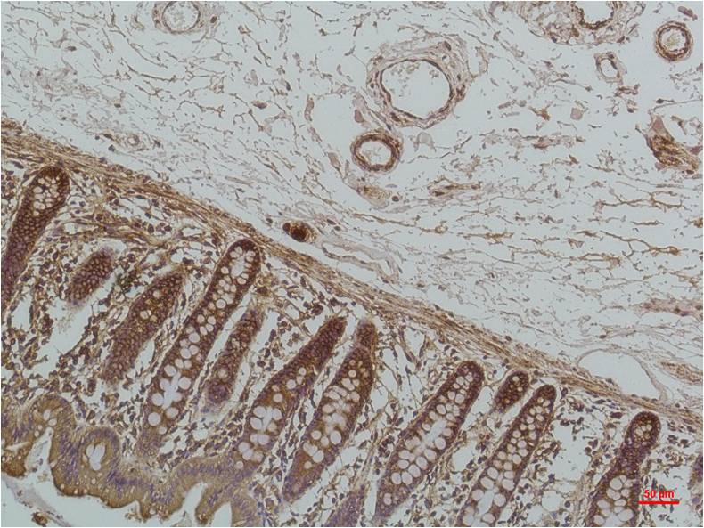 GRP78 Bip Mouse Monoclonal Antibody (8G3)