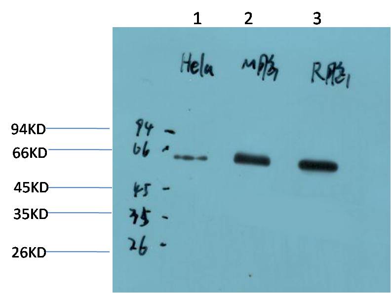AMPK Alpha1 Mouse Monoclonal Antibody (9G3)
