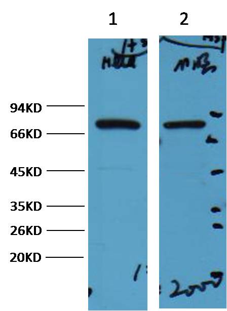 HSP70 Mouse Monoclonal Antibody (3G10)