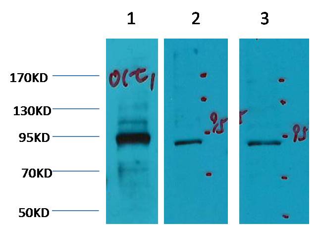 Oct1 Mouse Monoclonal Antibody (TDY27-7G1)