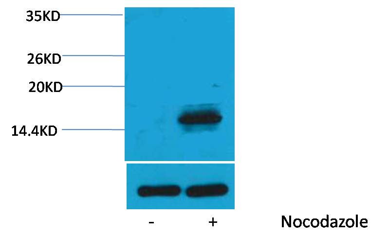 Histone H3 (Phospho Thr6) Rabbit Polyclonal Antibody