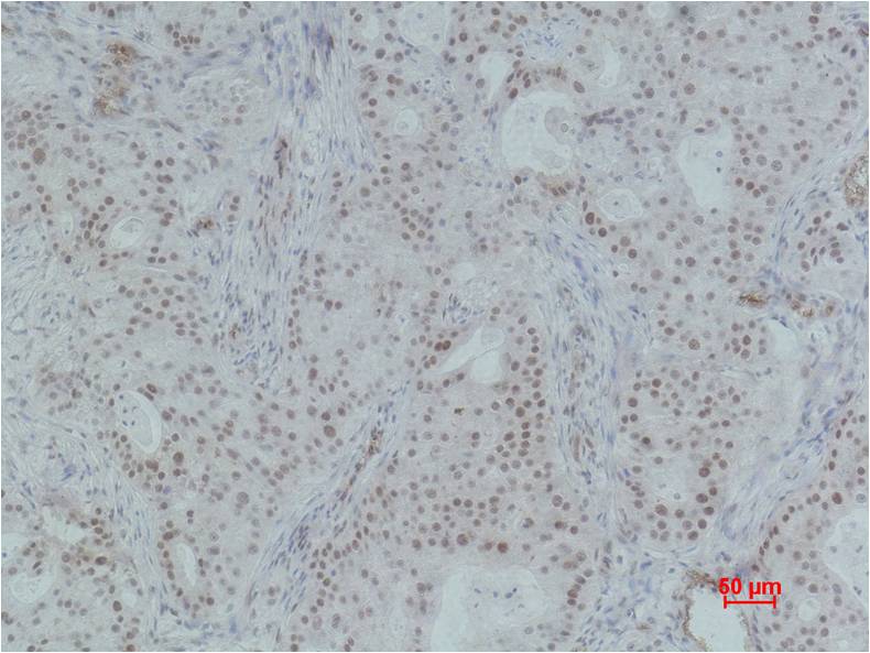 Histone H3 (Phospho Thr6) Rabbit Polyclonal Antibody