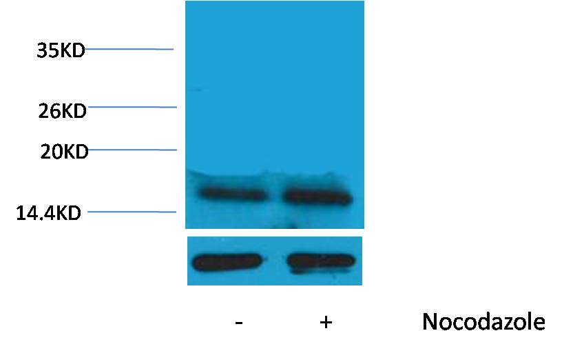 Histone H3 (Phospho Thr45) Rabbit Polyclonal Antibody
