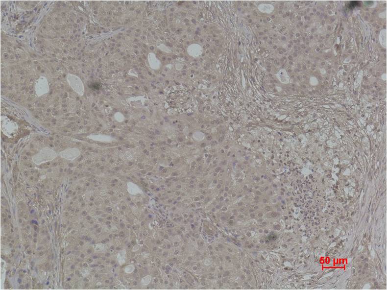 Histone H4 (Phospho Thr80) Rabbit Polyclonal Antibody