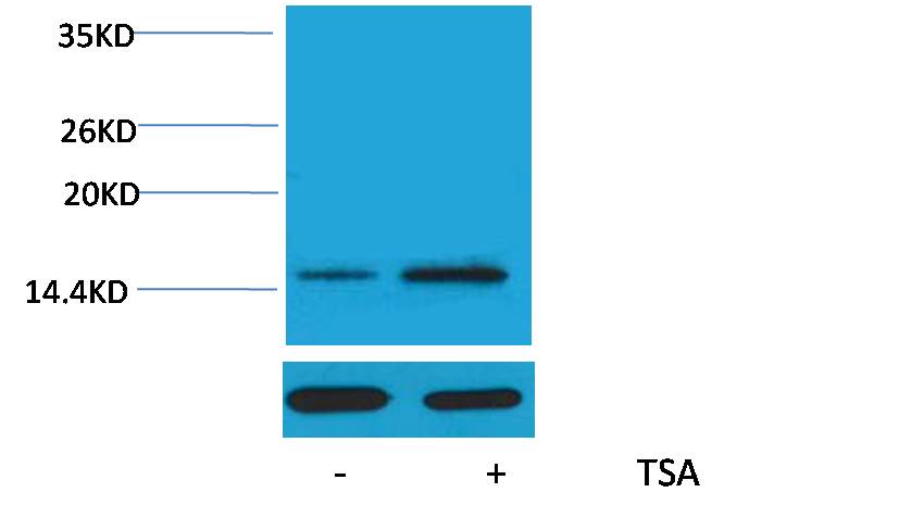 Histone H2A (Acetyl Lys15) Rabbit Polyclonal Antibody