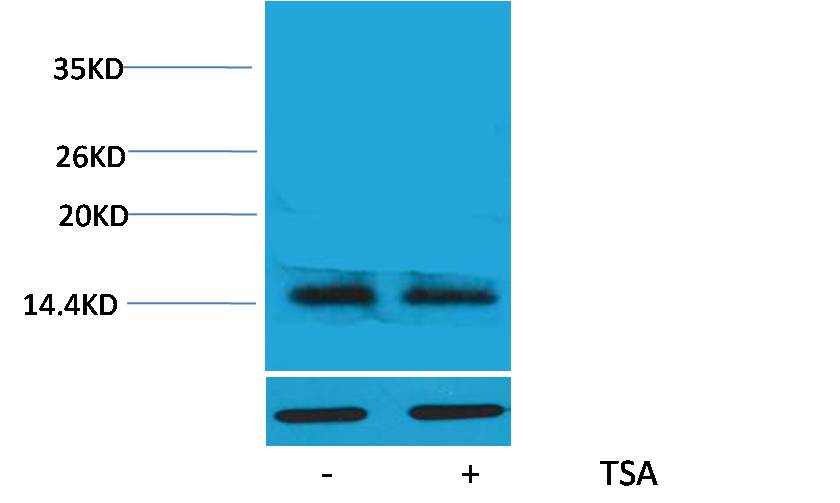 Histone H2A.X (Acetyl Lys5) Rabbit Polyclonal Antibody