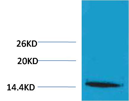 Histone H1 (Tri Methyl Lys25) Rabbit Polyclonal Antibody