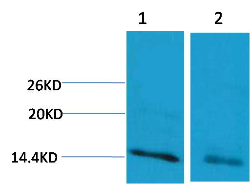 Histone H3 (Mono Methyl Arg17) Rabbit Polyclonal Antibody