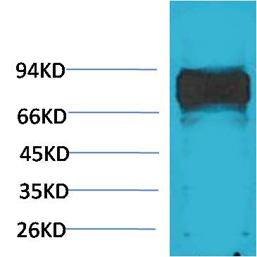 c-Raf Rabbit Polyclonal Antibody (F275)
