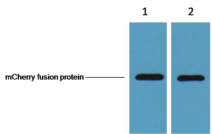 mCherry-Tag Mouse Monoclonal Antibody (6B3)