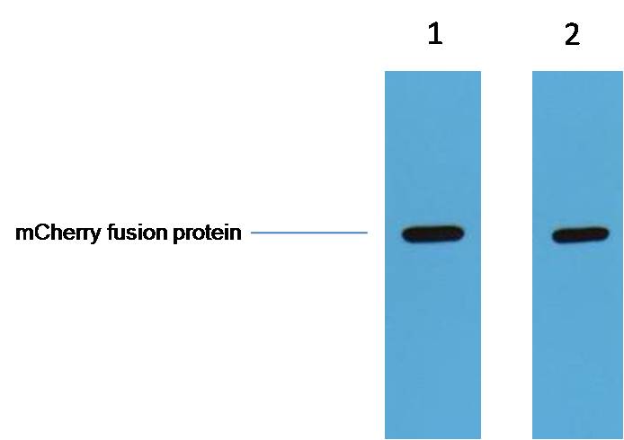 mCherry-Tag Rabbit Polyclonal Antibody