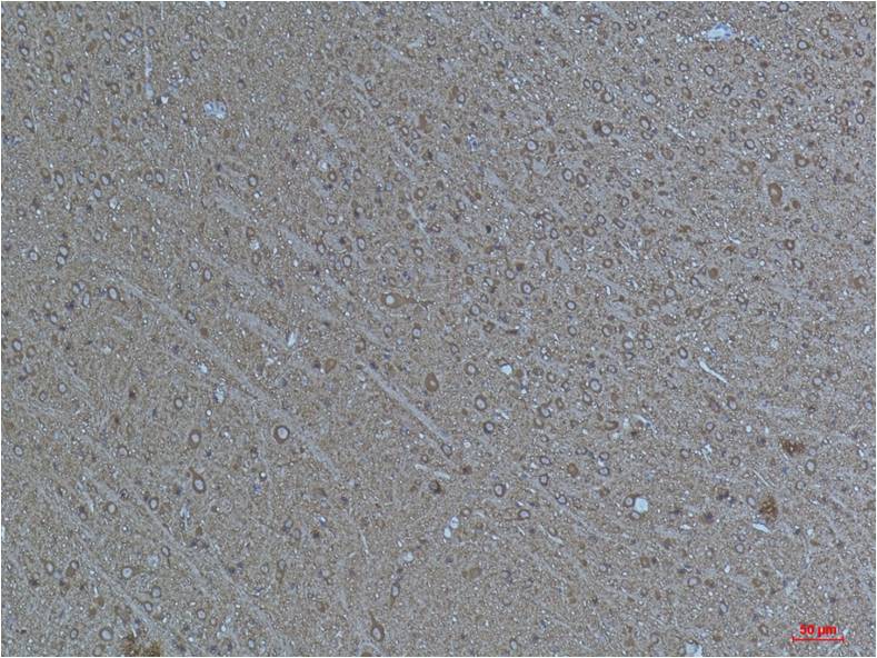 Alpha-tubulin (Acetyl Lys40) Mouse Monoclonal Antibody (4A8)