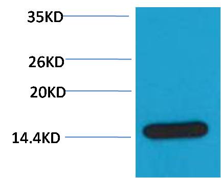 Histone H3 Rabbit Polyclonal Antibody