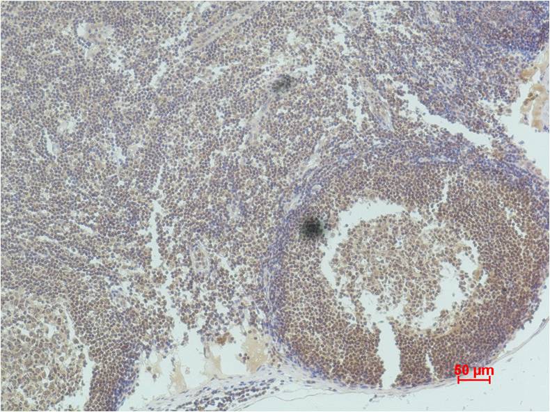 Histone H3 Rabbit Polyclonal Antibody
