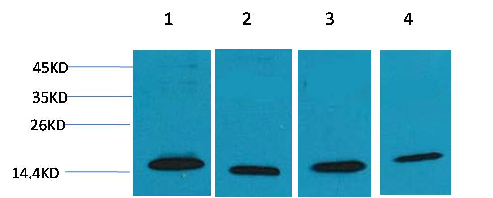 COX IV Rabbit Polyclonal Antibody