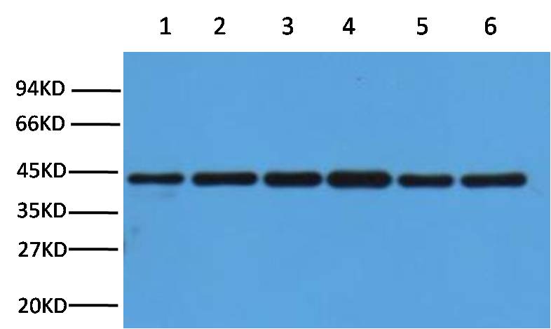 Beta-actin Rabbit Polyclonal Antibody