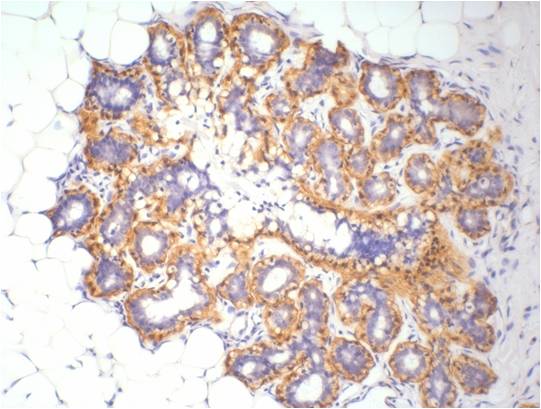 Beta-actin Rabbit Polyclonal Antibody