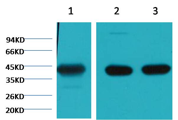 Alpha skeletal muscle actin Monoclonal Antibody (4B11)