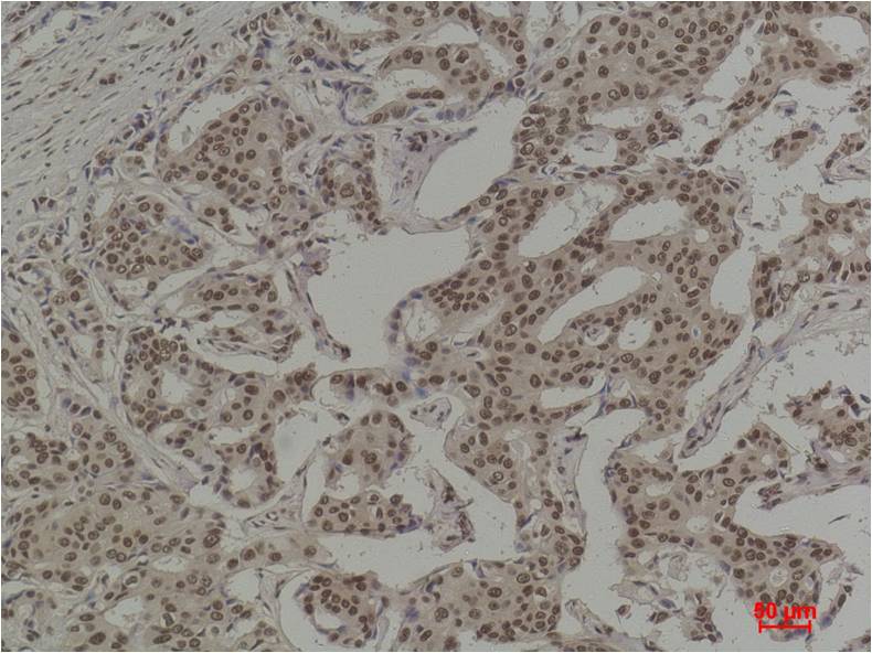 COX2 Cyclooxygenase 2 Monoclonal Antibody (3D4)
