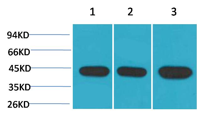 Alpha-Smooth Muscle Actin Monoclonal Antibody (1E12)