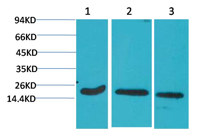 Active Caspase 3 Monoclonal Antibody (5E1)