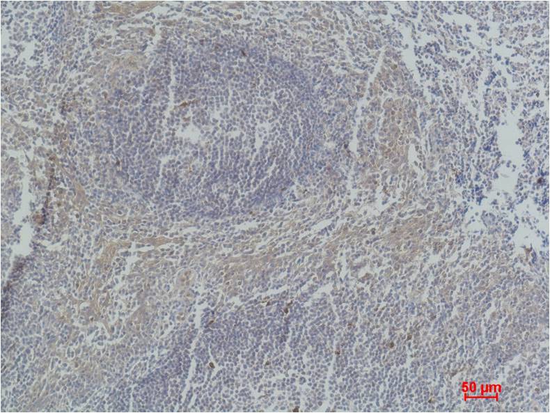 Active Caspase 3 Monoclonal Antibody (5E1)
