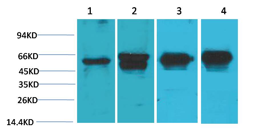 c-Fos Monoclonal Antibody (6A3)