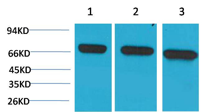 HSC70 Monoclonal Antibody (6C7)