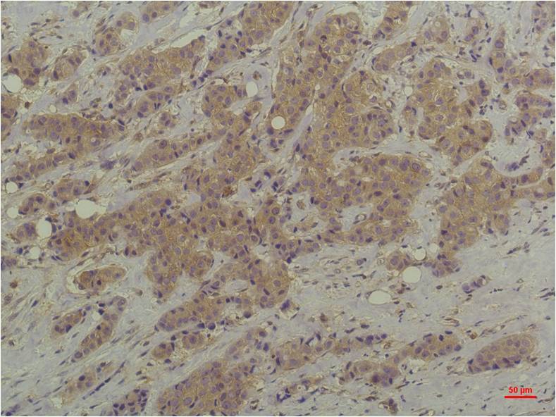 P44 42 MAPK (ERK1 2) Monoclonal Antibody (6B1)