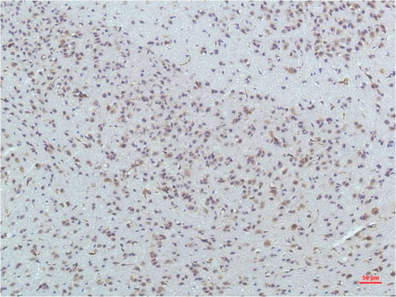 PPAR Delta Monoclonal Antibody (1D7)