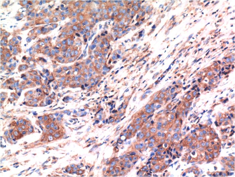 Bax Monoclonal Antibody (1C1)
