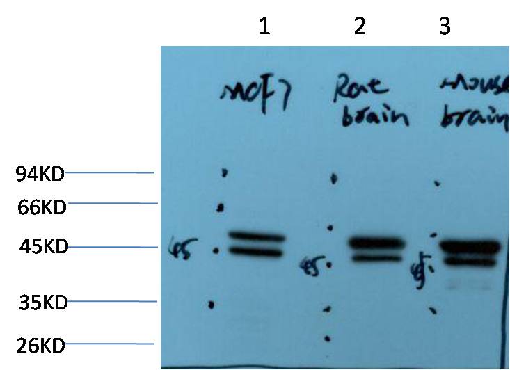 Epsilon Tubulin Monoclonal Antibody (2B3)