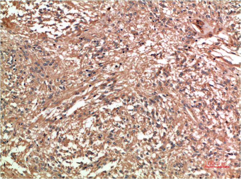 c-Jun Monoclonal Antibody (4G10)