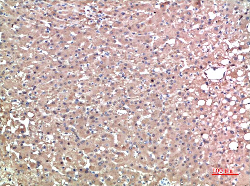 TTR Monoclonal Antibody (1D7)