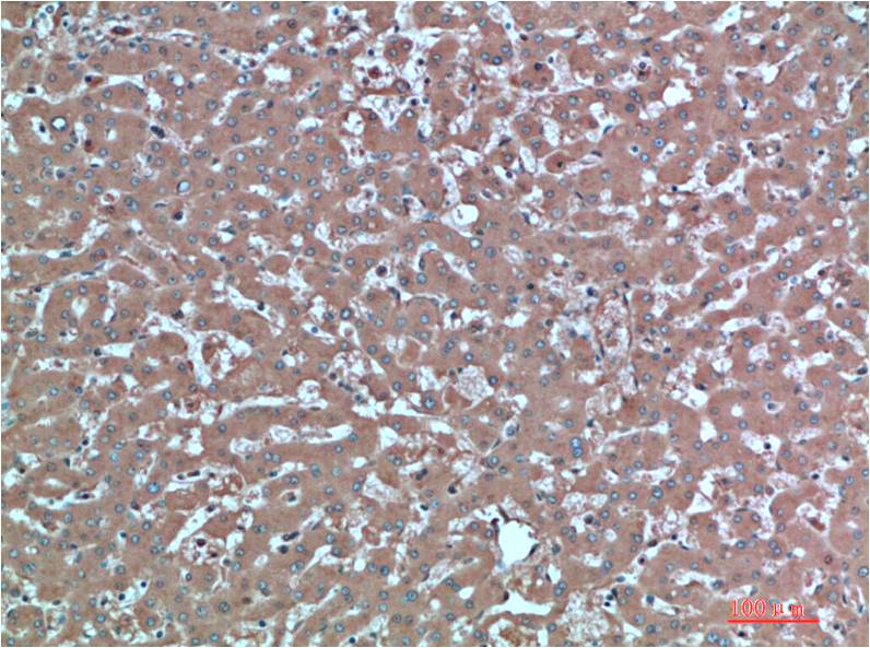TTR Monoclonal Antibody (4A12)
