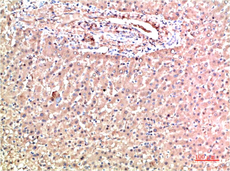 TTR Monoclonal Antibody (5G9)